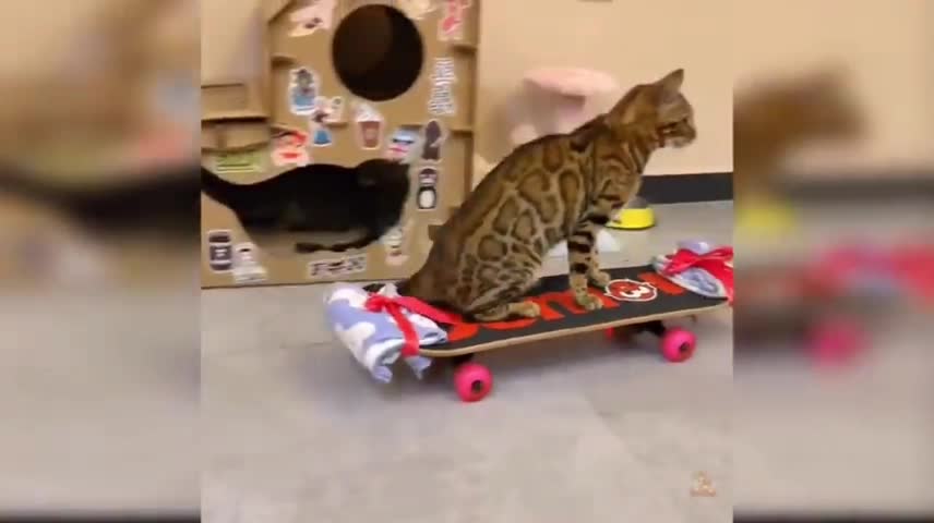 Funny cat as a rider