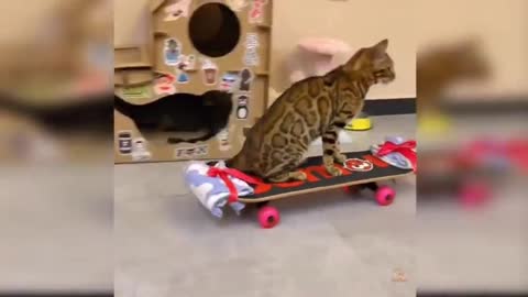 Funny cat as a rider