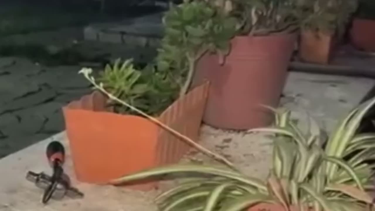 Mexico: Video of the fighting tonight that killed two gunmen after