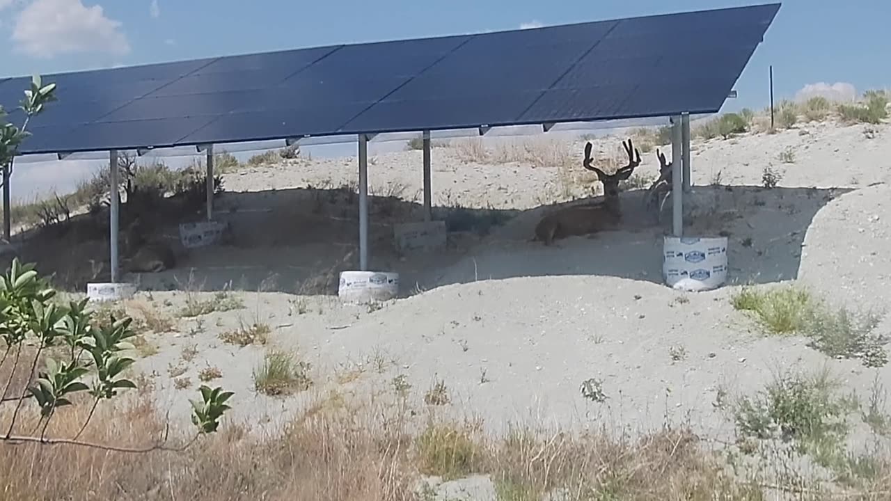 bucks under the solar panels