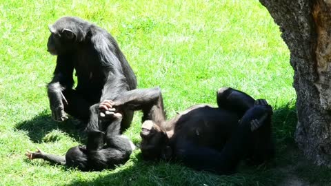 Adorable Coco playing with his family and getting relax. 12 month old. Baby shimpanzee