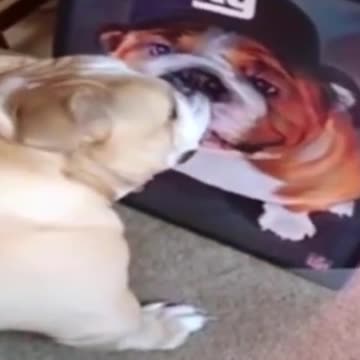 cute funny dog. #short . #funnyvideo