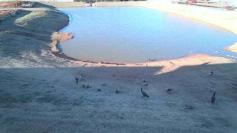 The Pond