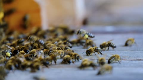 Bees insects feeding