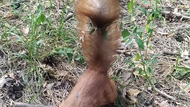 hungry squirrel 2