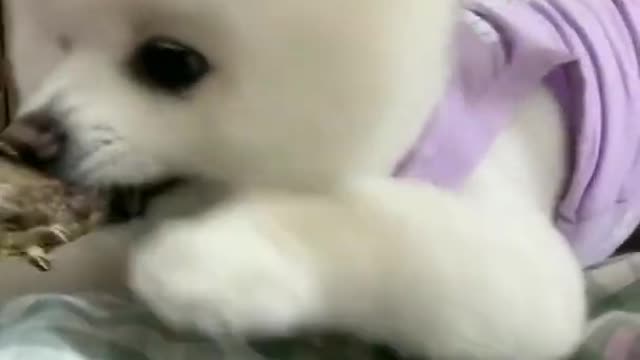 #cutedog