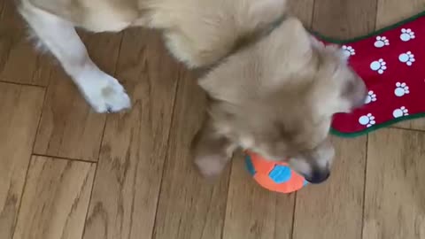 Bo the Golden on Christmas Morning