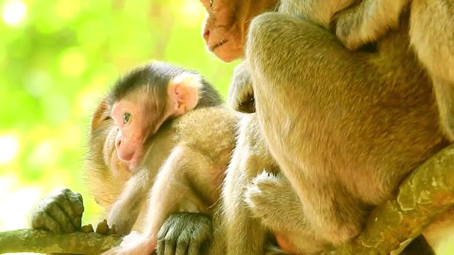 Funny animal# baby monkey want warmness #84# love animals.