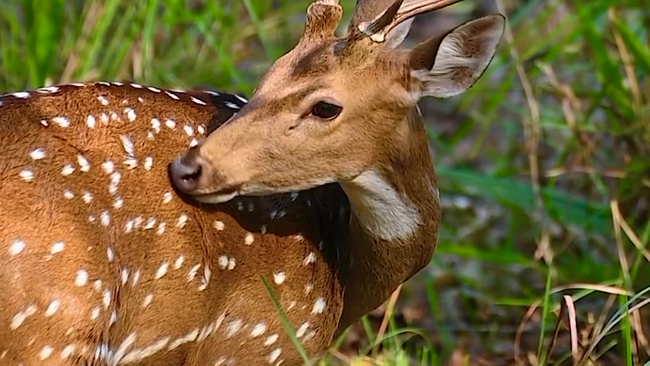 Wildlife with a natural perspective & Funs