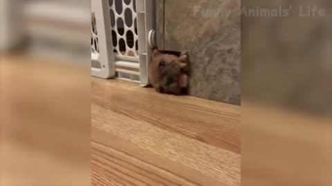 87 🤣 Funniest 😻Cats And 🐶 Dogs Try Not To Laugh Best Of The Funny Animal Videos