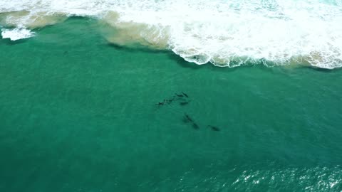 sea ocean dolphins