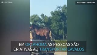 Vídeo flagra camionete transportando cavalo em Oklahoma