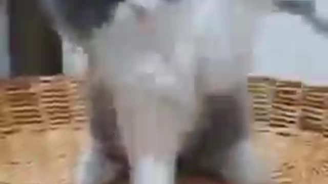 Cute kitten playing on the basket