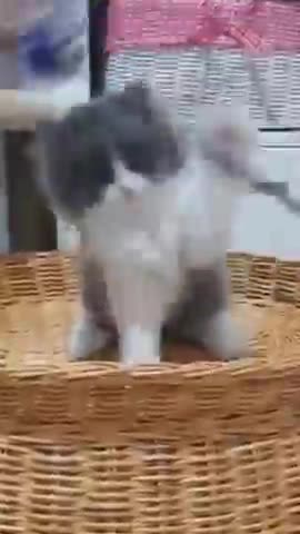Cute kitten playing on the basket