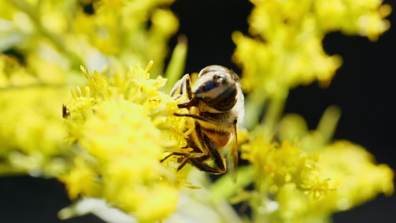 Bee collecting pollen