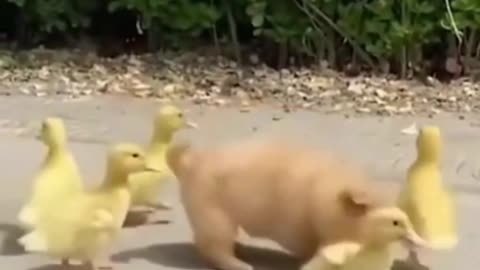 Cute puppy playing among ducklings