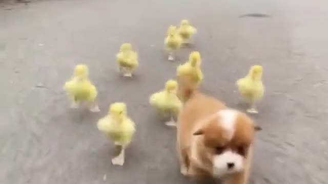 funny pets
