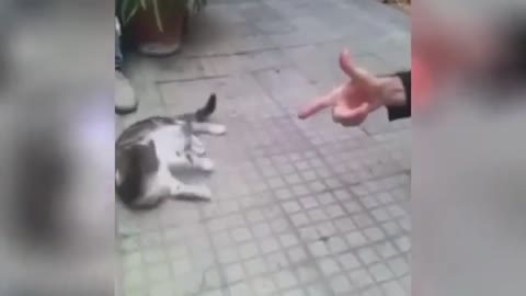 funny moments with cats for you to have fun