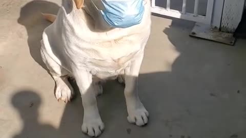 Cute dog wear a mask