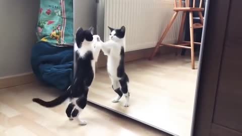 Funny Cat And mirror Video