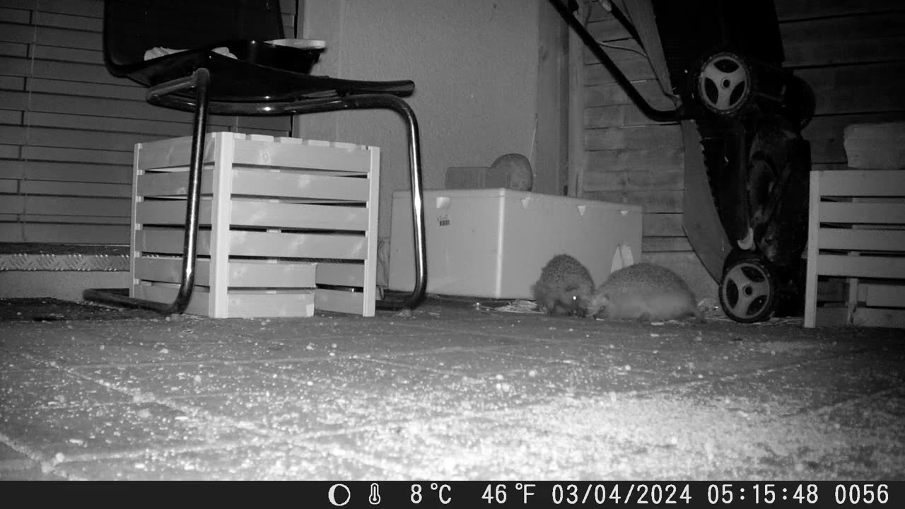 Another hungry hedgehog woke up - Ein neuer hungriger Igel ist aufgewacht