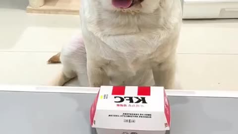 beautiful dogs