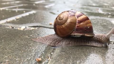 How Snails move ? ZOOM-in Video | Free HD Videos - no copyright