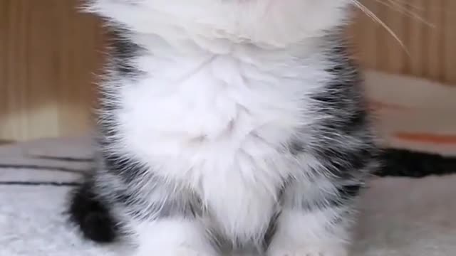 Cute kitty