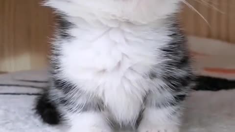 Cute kitty