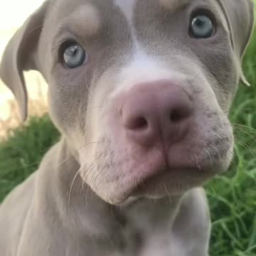 What a beautiful dog top