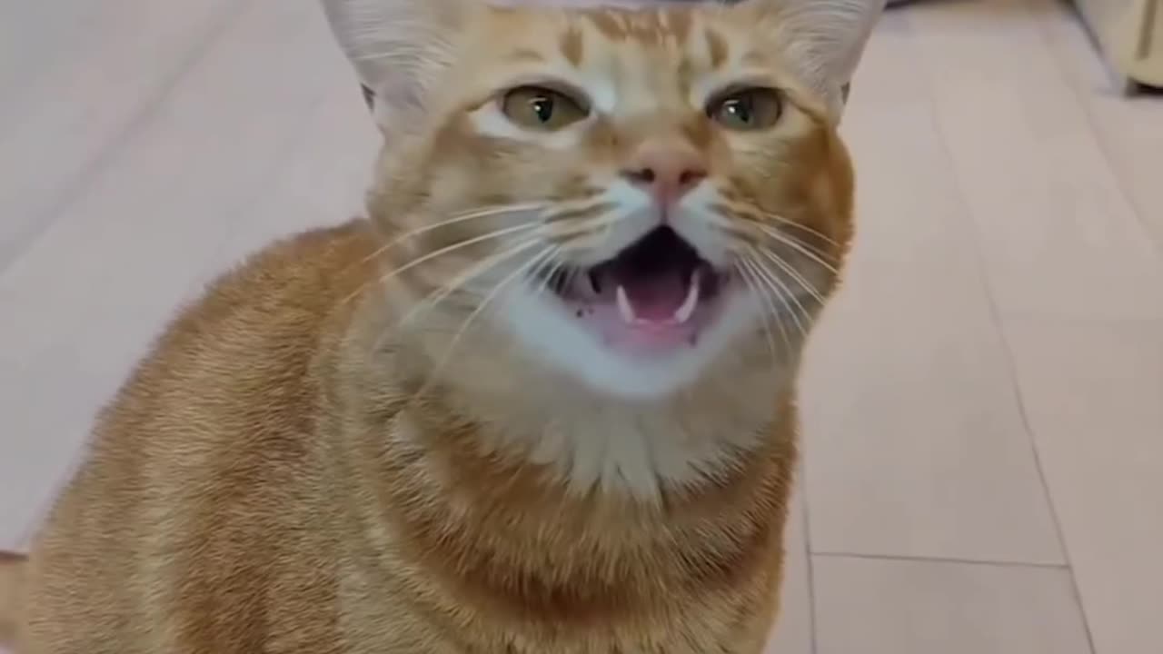 A singer cat