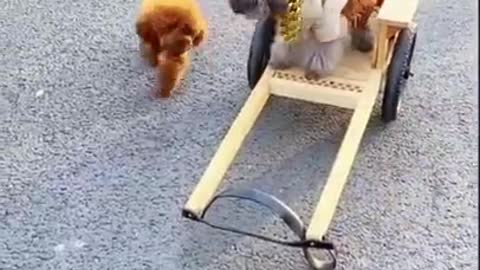 Cute Dog baby Amazing video