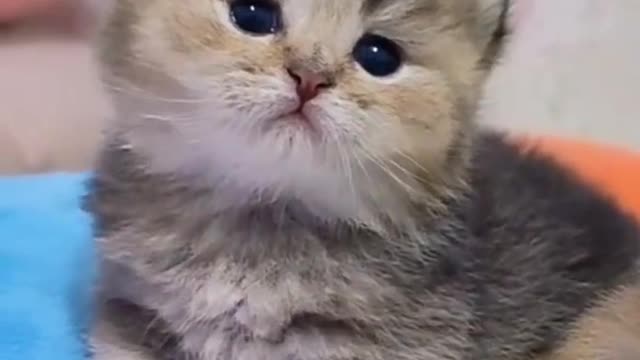 Cute and Funny Cat Videos Compilation 2021_#shorts