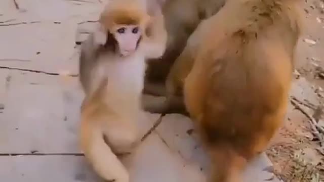 Monkey Dance