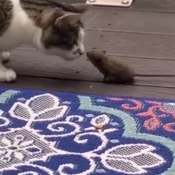gato vs rato a luta