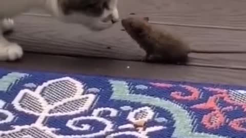 gato vs rato a luta