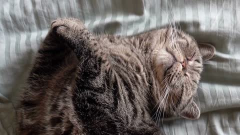 Cat sleeping. Close up view of lazy pet resting