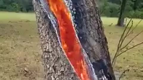 OMG fire in tree🙀🙀🙀