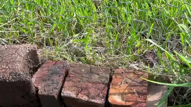 Clearing fence line for small garden