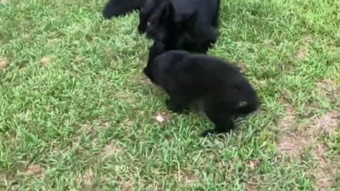 Five beautiful dog