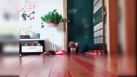 Dog and Cat funny video