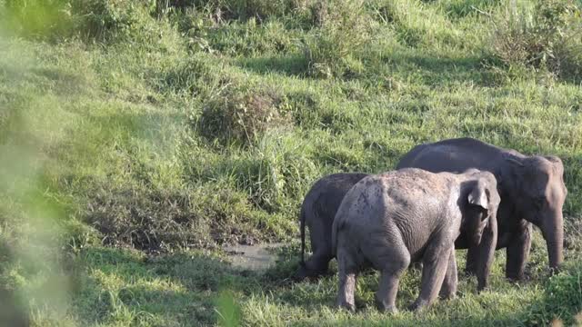 cute baby elephant has his first jungle experience after ...