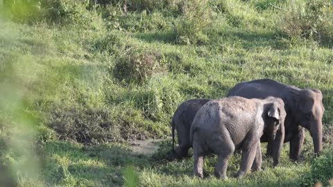 cute baby elephant has his first jungle experience after ...