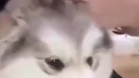 A new haircut for my cute dog.