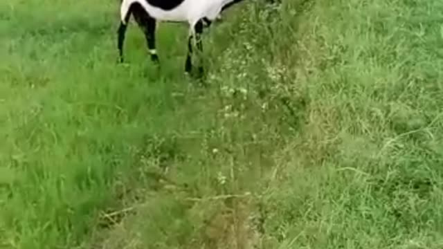 Village goat farming