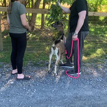 Walking GOAT Destiny A 06.2021