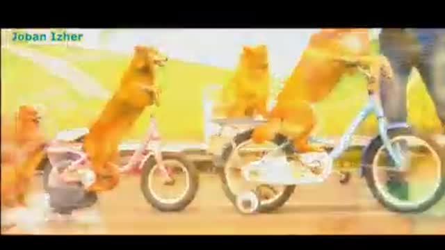 Kids favorite pets,dog ride a bike,cat dance ,cow roks