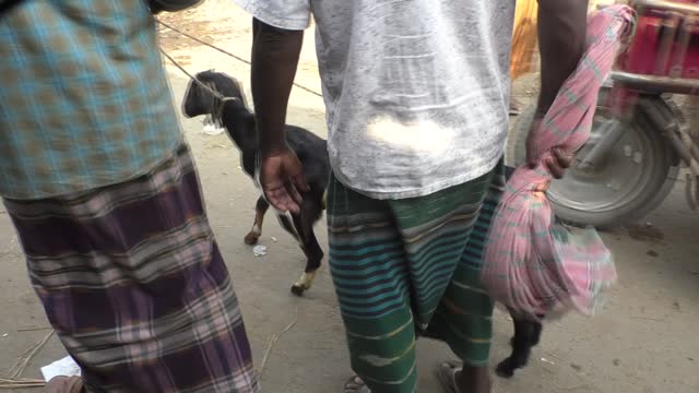 Goat are stop walking