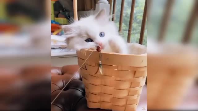 Cute funny cats videos