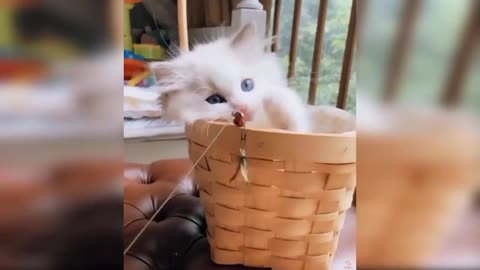 Cute funny cats videos